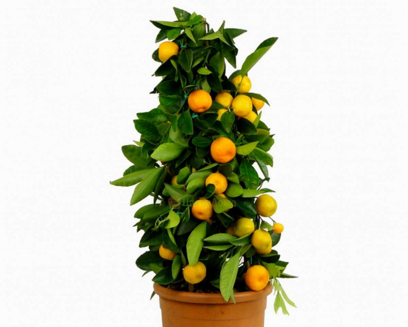 Цитрус каламондин — кімнатне дерево з яскравими плодами